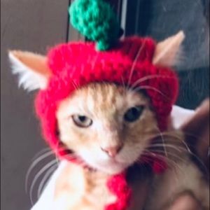 Cat In The Hat!